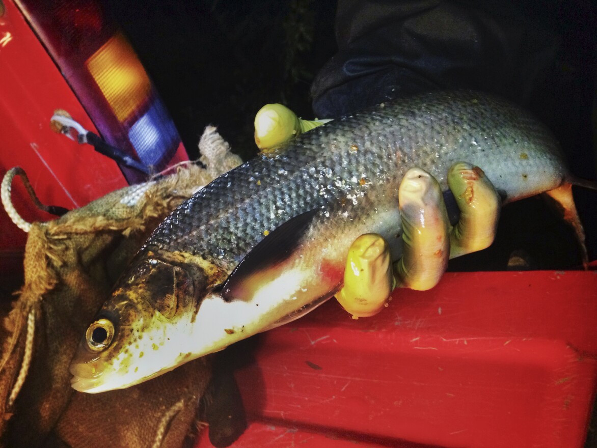 Whitefish only spawn at night.  Locals say they're best smoked.